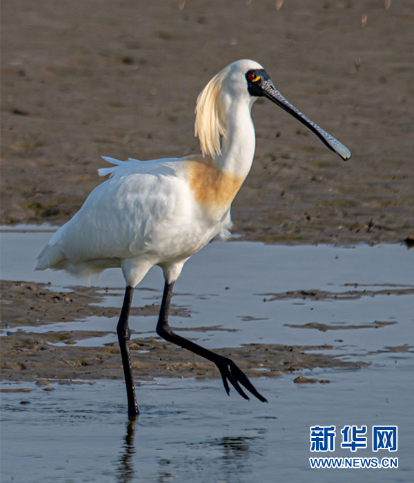 黃海灘塗“來客”多 候鳥翩飛入畫來