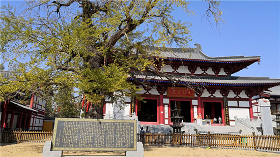 （B 旅遊列表 三吳大地南京 移動版）徐州邳州白馬寺：千年古銀杏樹走紅