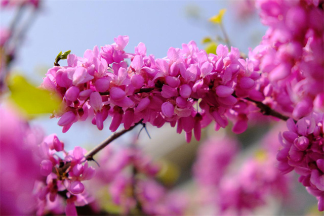 南京高校繁花似錦