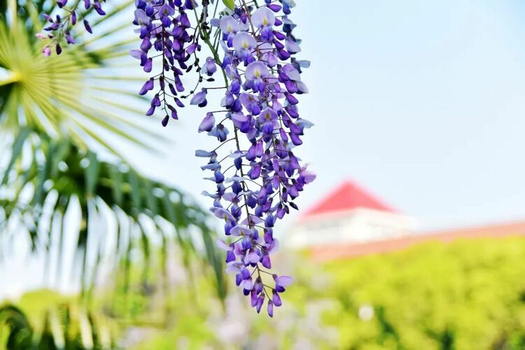 南京高校繁花似錦