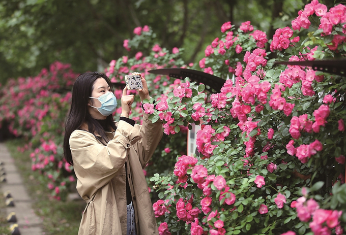 南京多處薔薇花盛開 吸引遊客前來賞花