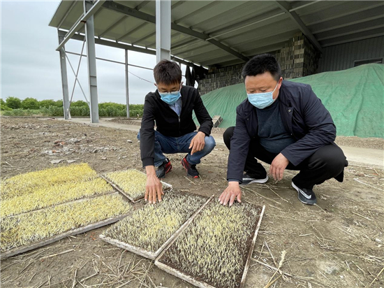 南通如東：積極備耕備産 “海水稻”基地又“上新”_fororder_3