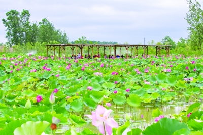 茉莉花鄉探索“都市田園”型全域旅遊