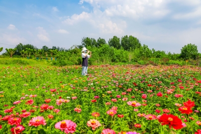 南京市六合區橫樑體育公園“花海”絢爛多彩