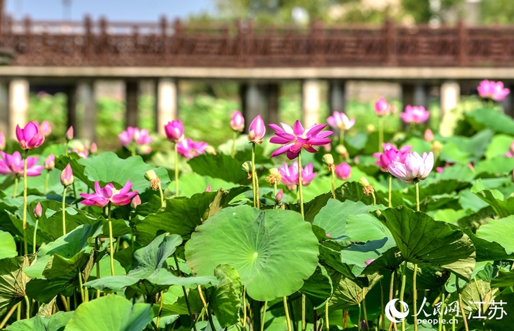 江蘇徐州：微山湖畔荷花香 樓山灣裏旅遊旺_fororder_1