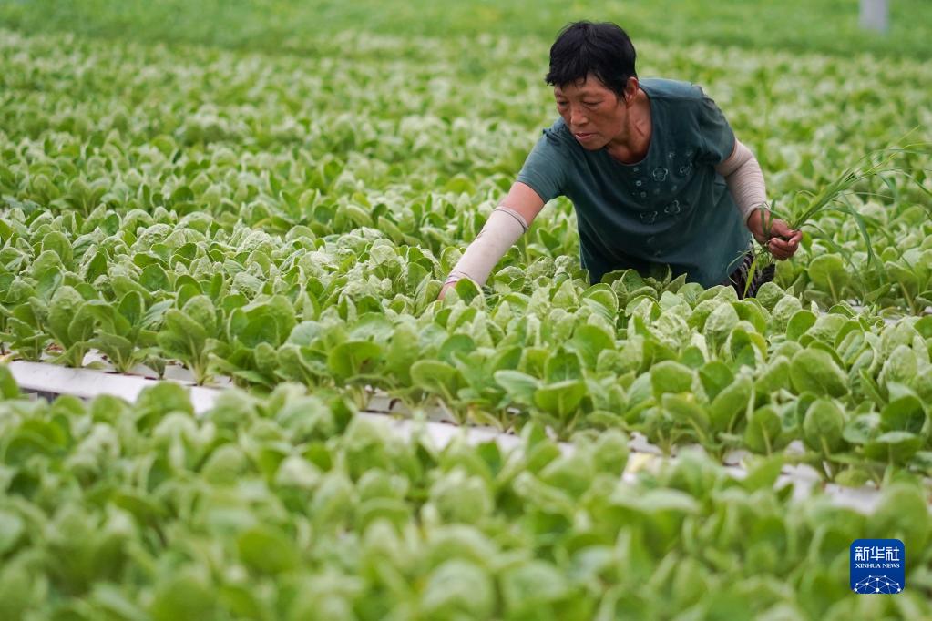 江蘇海門：農業提檔升級 助力鄉村振興