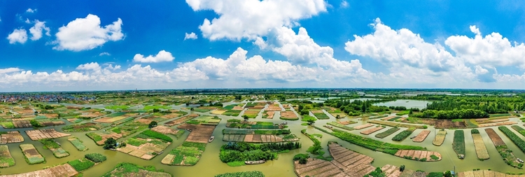 江蘇興化垛田：景觀美 物産豐