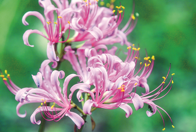 南京中山植物園：石蒜花海錦繡鋪地