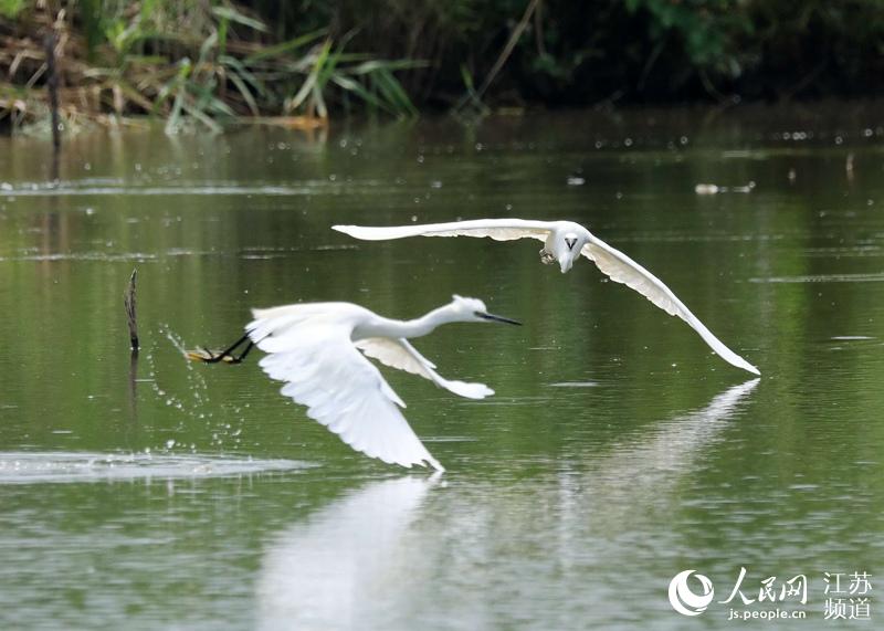 江蘇沭陽：生態環境美 鷺鳥歡歌飛_fororder_LOCAL202008060802000014954739153