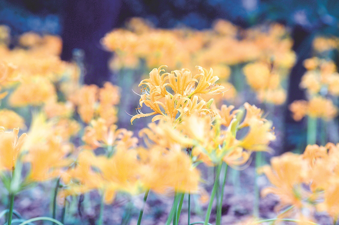 南京中山植物園：石蒜花海錦繡鋪地