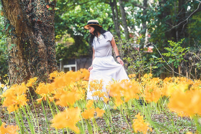 南京中山植物園：石蒜花海錦繡鋪地