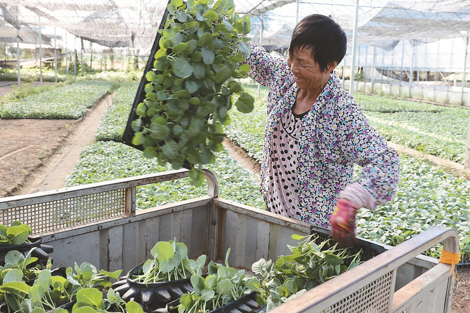 徐州：金秋沃野繪就壯美豐收畫卷