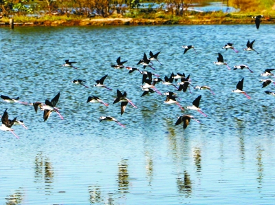 南京高淳：生態環境好 鷸鳥翩翩飛