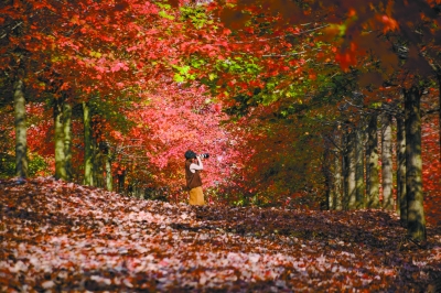 南京：千畝紅楓林層林盡染 “楓”情萬種