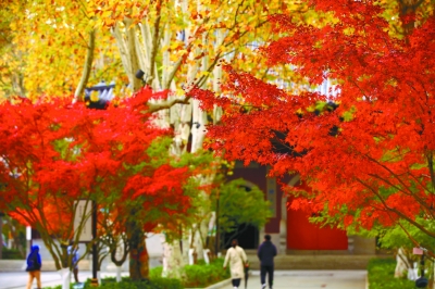 南京棲霞山紅葉進入最佳觀賞期