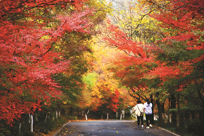 南京棲霞楓紅正當時