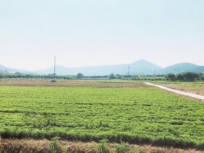 茅山風景區：綻放中藥材發展産業之花