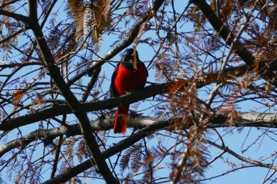 鎮江句容赤山湖發現罕見鳥種赤紅山椒鳥_fororder_微信圖片_20221230091422