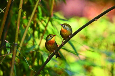 相思鳥成雙成對飛來南京中山陵