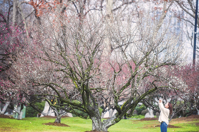 南京玄武湖景區“百花鬧春遊園會”拉開帷幕