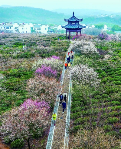 賞夜梅看煙花 南京溧水梅花節開幕