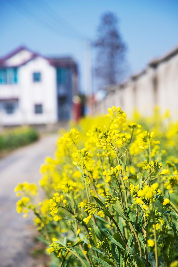 揚州：油菜花開鄉村如畫