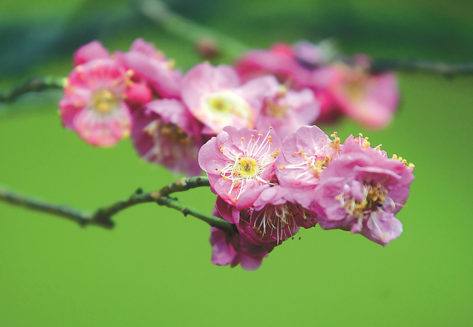 南京玄武湖景區“百花鬧春遊園會”拉開帷幕