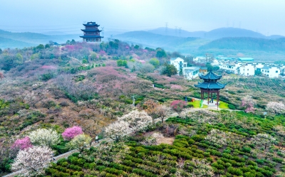 梅迎八方客 南京文旅市場“春意盎然”