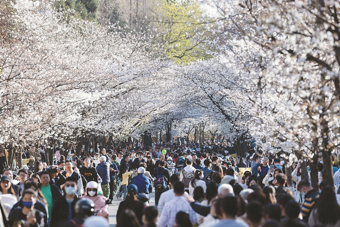 南京市雞鳴寺路櫻花競相綻放