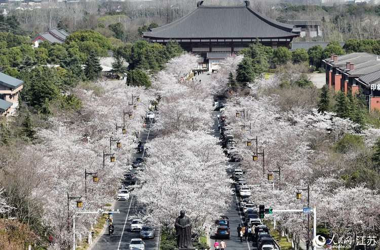 江蘇：“賞花經濟”活力旺