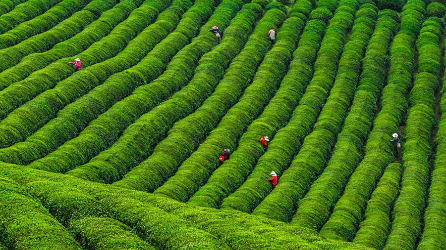 南京高淳：漫山疊新翠 阡陌茶飄香_fororder_3