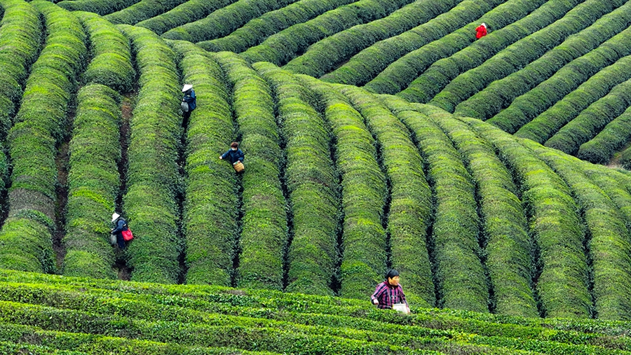 南京高淳：漫山疊新翠 阡陌茶飄香_fororder_5