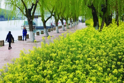 秦淮河畔 油菜花開_fororder_19874-A6秦淮河畔菜花盛開—圖片19144_b