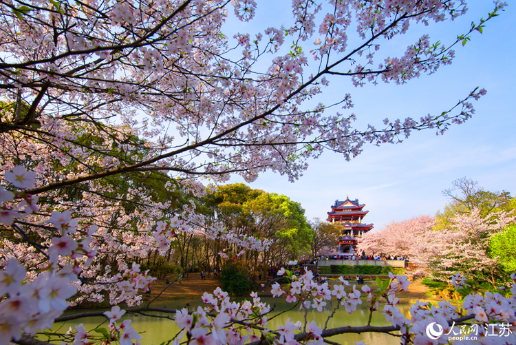 江蘇：“賞花經濟”活力旺