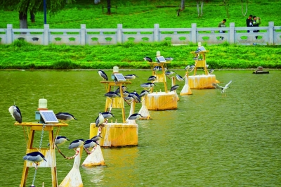 南京秦淮河：水上鷺鳥 詩意棲居