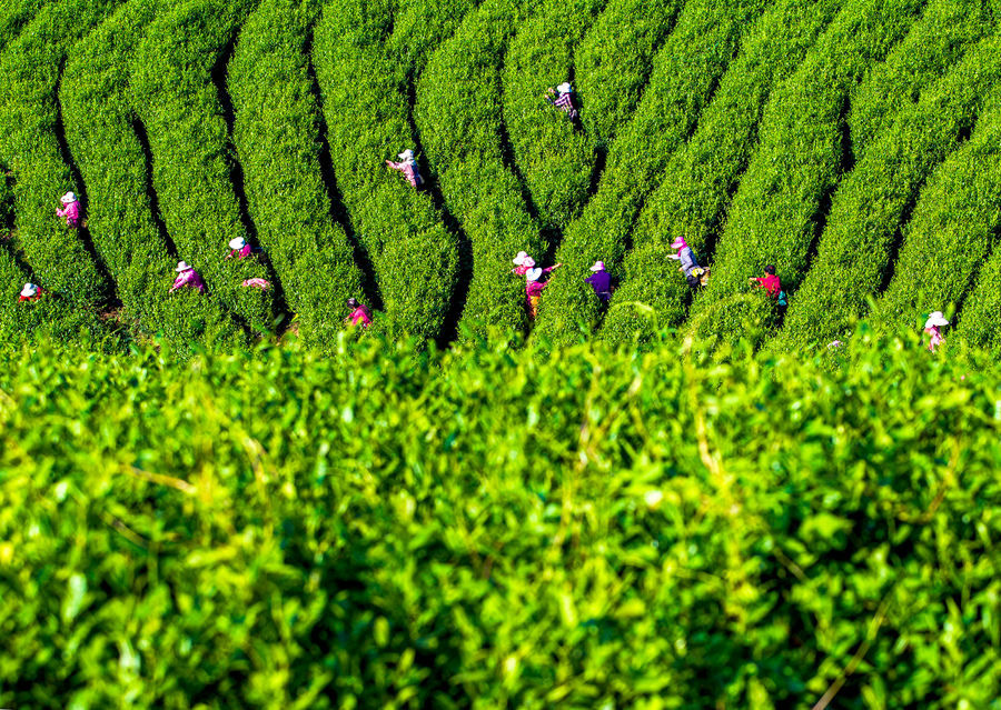 江蘇宜興：山水茶園採摘忙