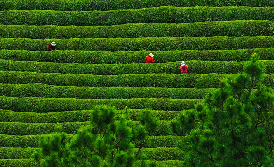 南京高淳：漫山疊新翠 阡陌茶飄香_fororder_2