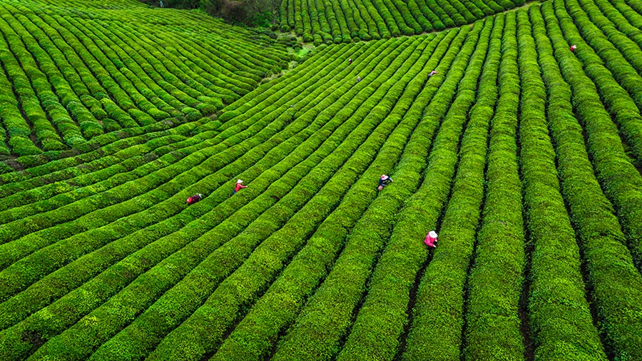 南京高淳：漫山疊新翠 阡陌茶飄香_fororder_4