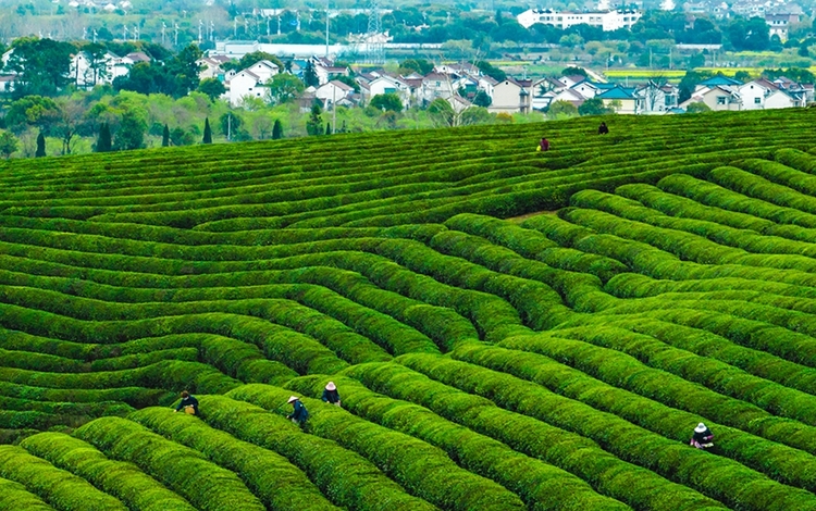 南京高淳：漫山疊新翠 阡陌茶飄香_fororder_1