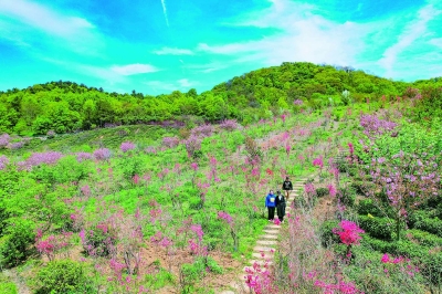 南京：老山腹地春花爛漫