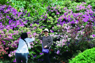 南京：百花盛開 爭奇鬥艷