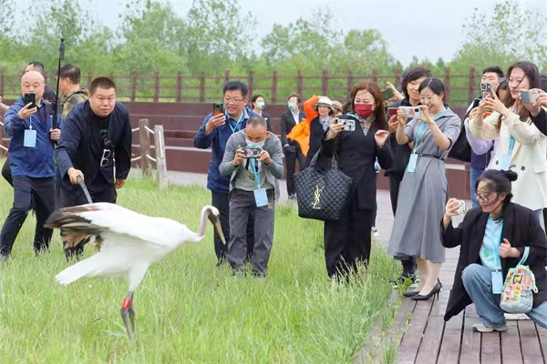 到鹽城探世遺｜2023中國·鹽城丹頂鶴國際濕地生態旅遊節盛大啟幕