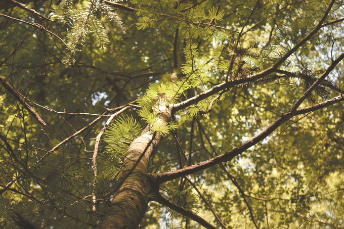 江蘇生物多樣性保護成效顯著