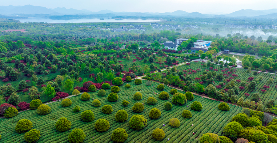 江蘇宜興：山水茶園採摘忙