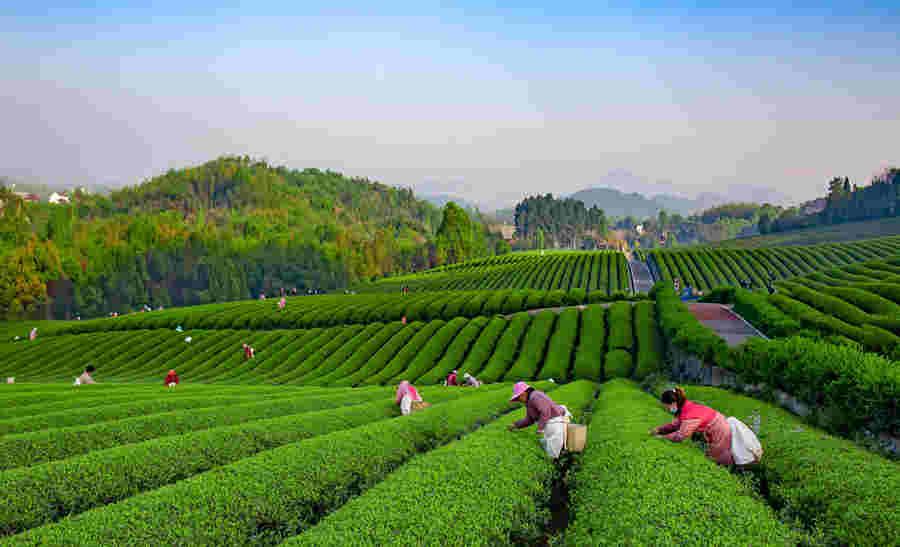 江蘇宜興：山水茶園採摘忙