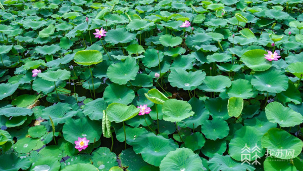 一池盛放好運“蓮蓮” 江蘇荷花進入盛花期