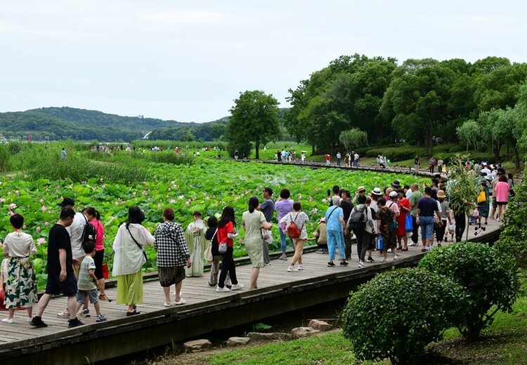 無錫荷花次第開放 市民出門賞荷度假