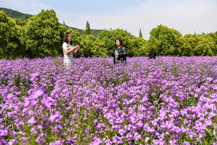 無錫：徜徉膠陽路花海