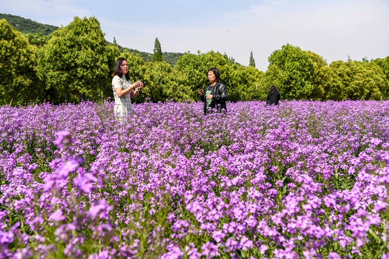 無錫：徜徉膠陽路花海