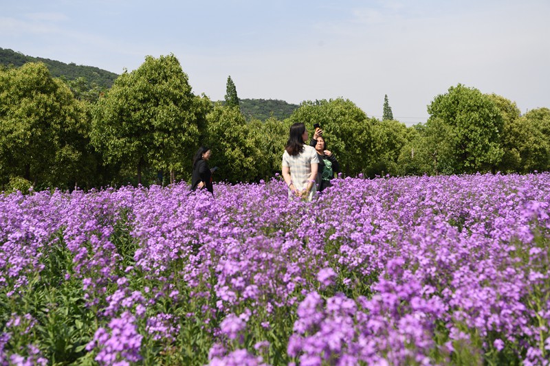 無錫：徜徉膠陽路花海